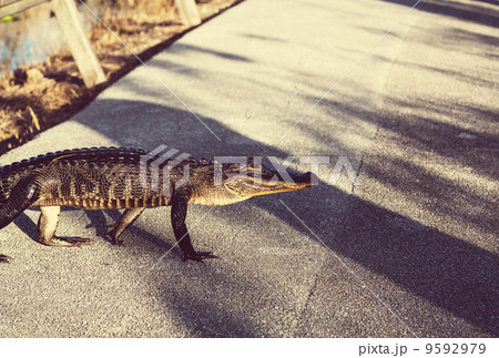 Alligator Alligator 9592979