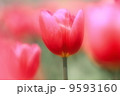 チューリップ 9593160