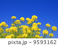 菜の花 9593162