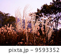 箱根の秋　ススキ 9593352