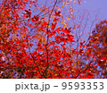 箱根の紅葉 9593353