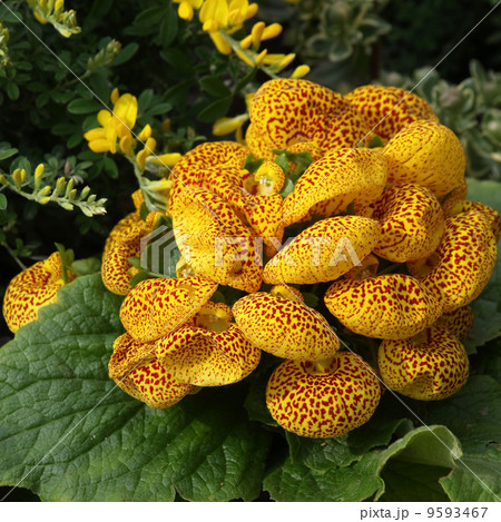 カルセオラリア カルセオラリア 9593467