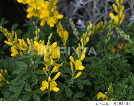 エニシダ 9593482