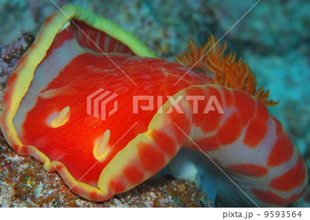 ウミウシ 9593564