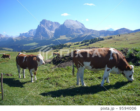 アルペ・ディ・シウジと牛 アルペ・ディ・シウジと牛 9594006
