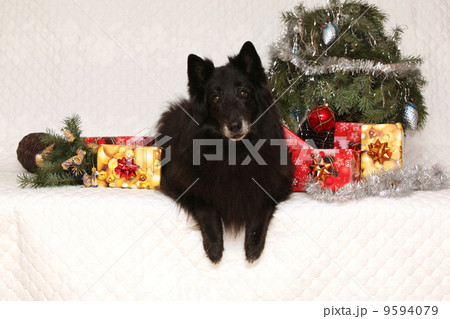 Nice groenendeal bitch with christmas decoration Nice groenendeal bitch with christmas decoration 9594079