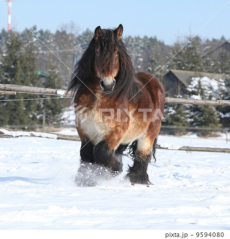 Nice dutch draught horse with long mane running in the snow 9594080