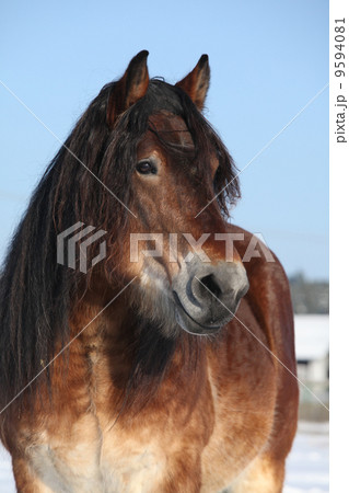 Dutch draught horse stallion in winter Dutch draught horse stallion in winter 9594081