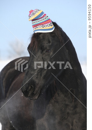 Funny black horse with winter hat 9594150