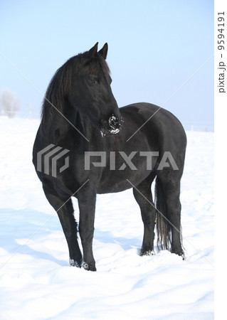 Gorgeous friesian horse standing in shining snow 9594191