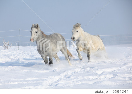 Two gorgeous ponnies running together in winter Two gorgeous ponnies running together in winter 9594244