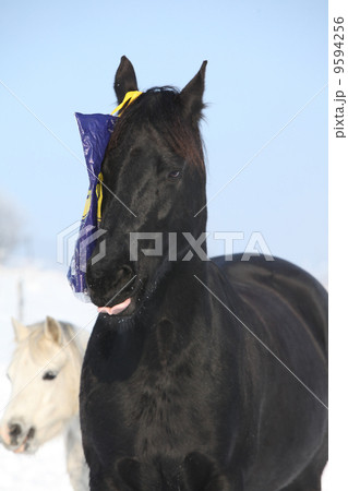 Black horse and white pony together 9594256