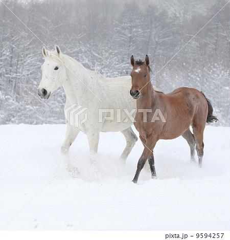 Two moravian warmbloods running in winter 9594257