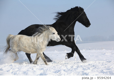 Black horse and white pony running together 9594264