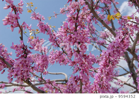 Judas or RedBud Tree 9594352