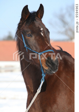 Gorgeous brown horse with blue rope halte in winter 9594963