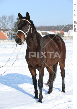 Gorgeous brown horse with white bridle in winter 9594964