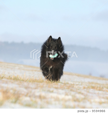 Six years old Groenendael running with its toy in winter 9594966