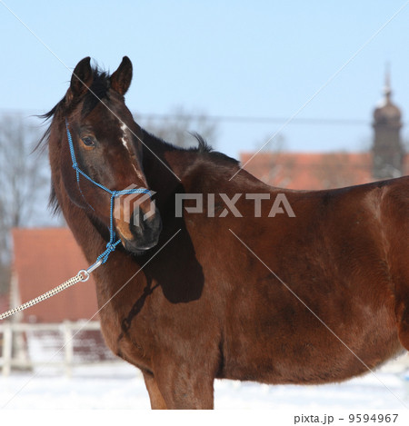Gorgeous brown horse with blue rope halte in winter 9594967
