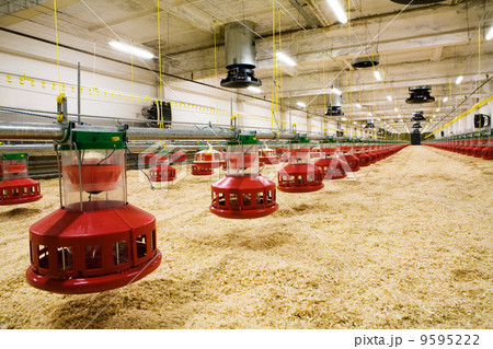 poultry farm poultry farm 9595222