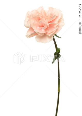 Beautiful pink flower 9595273