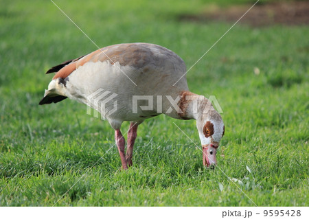 ロサンゼルスの野鳥 ロサンゼルスの野鳥 9595428