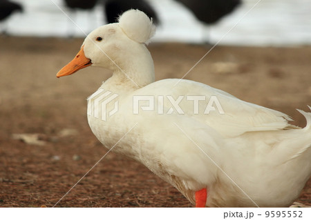 ロサンゼルスの野鳥 9595552