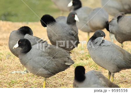 ロサンゼルスの水鳥 9595556