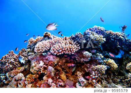 Group of coral fish  water. 9595579
