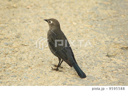 ロサンゼルスの野鳥 ロサンゼルスの野鳥 9595588