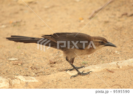 ロサンゼルスの野鳥 9595590