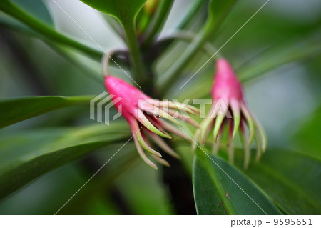 オヒルギと雨雫 9595651