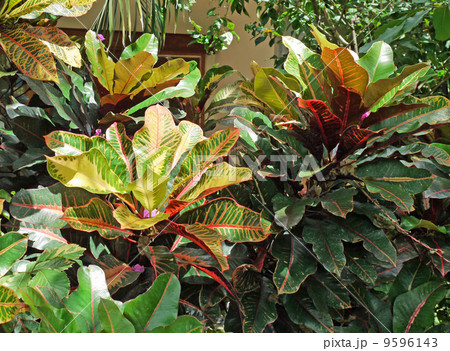 トロピカルプランツ 9596143