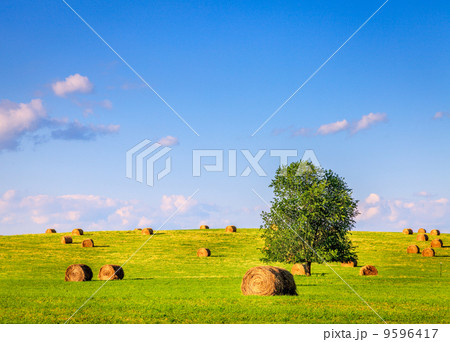 Summer field 9596417