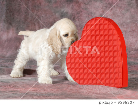 valentine puppy 9596507