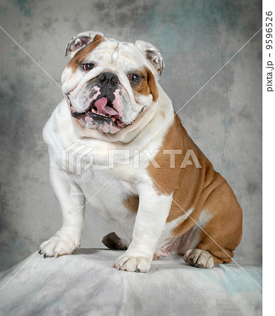 english bulldog english bulldog 9596526