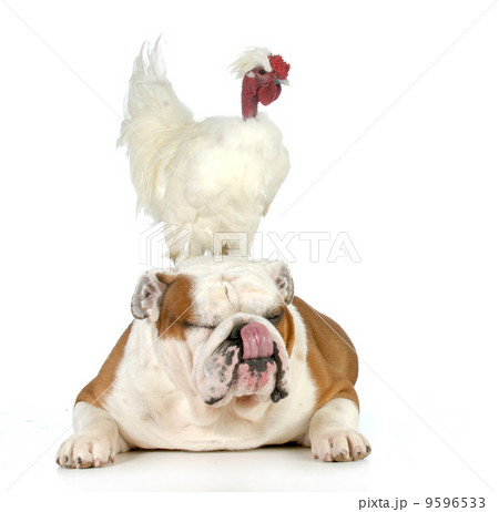 cock and bull 9596533