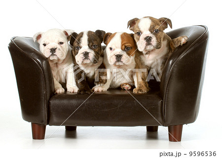 litter of puppies 9596536