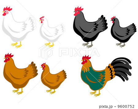 にわとり にわとり 9600752