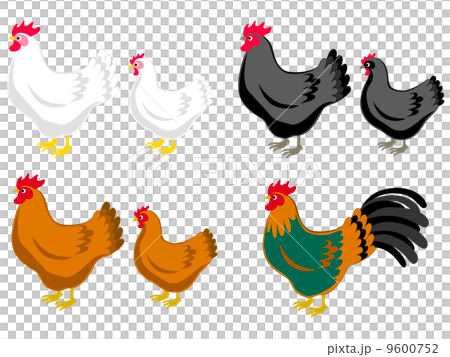 にわとり にわとり 9600752