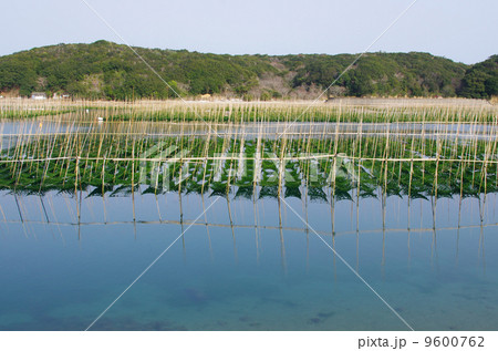 海苔佃煮になるアオサ養殖 9600762