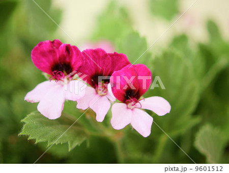 パンジーゼラニウム 花言葉 あなたを深く尊敬します Pelargonium Splendideの写真素材