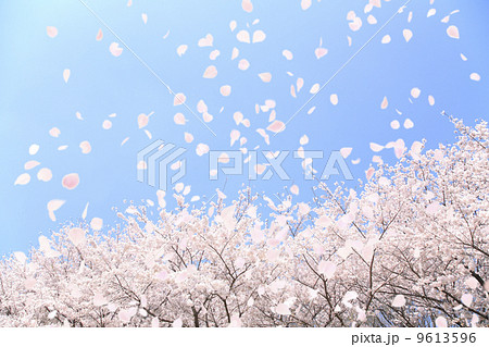 桜吹雪の写真素材