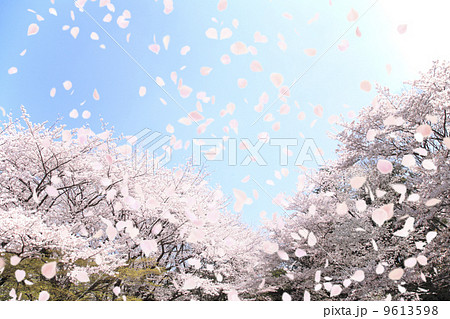 桜吹雪 桜吹雪 9613598