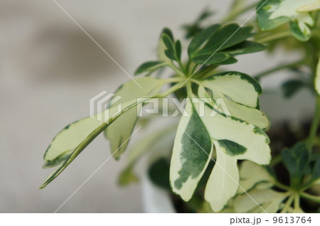 ホンコン ホンコン 9613764