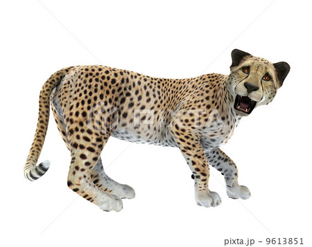 チーターのイラスト素材