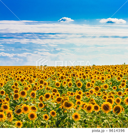 Sun flowers Field Against A Blue Sky Sun flowers Field Against A Blue Sky 9614396