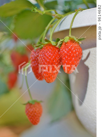 プランターの苺 9614682