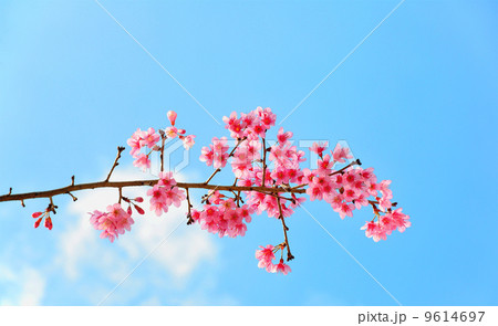 Sweaty Pink flower call Wild Himalayan Cherry 9614697