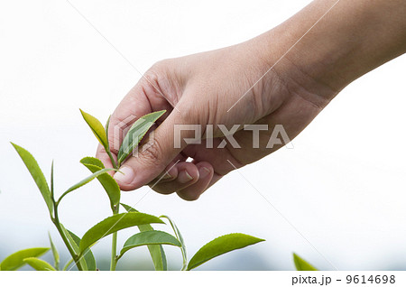 Woman hand picking tea leaf on white background 9614698